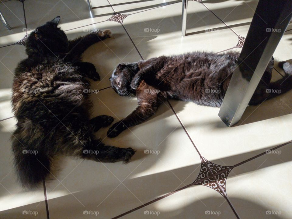 Shadows from domestic cats, chairs and a table on the floor.