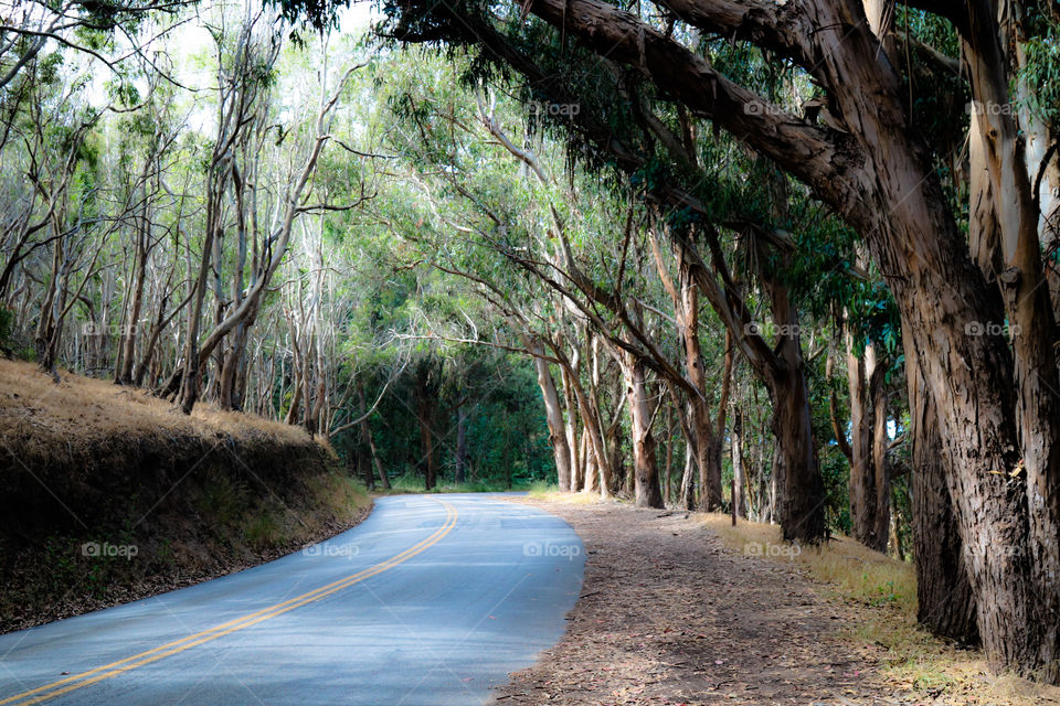 The Monarch Highway