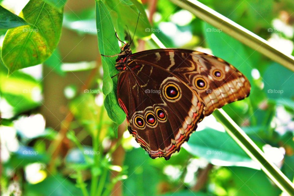 Close-up of butterfly on leaf