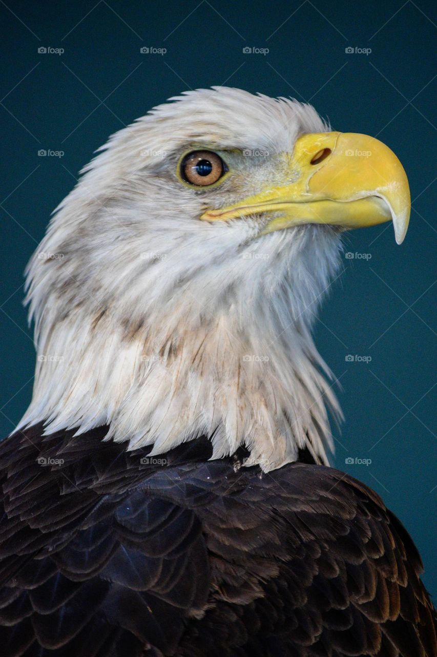 Close up of Bald Eagle