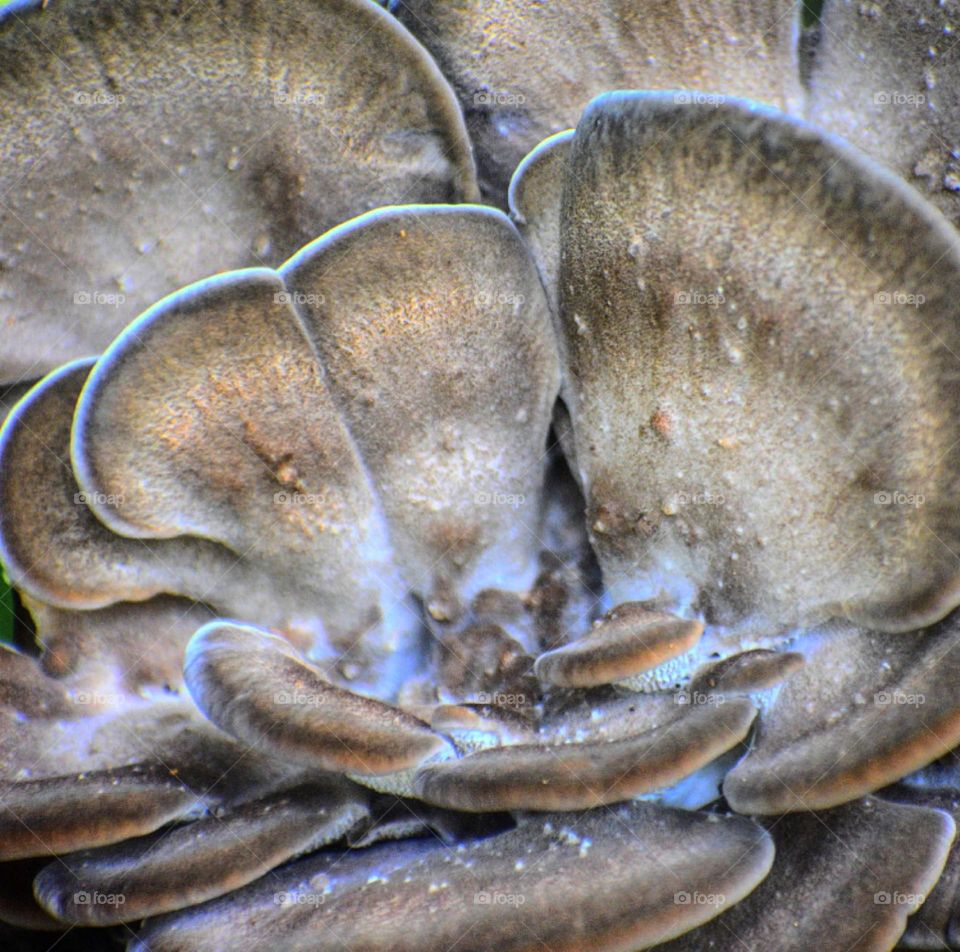 Mellow Mushroom 🍄