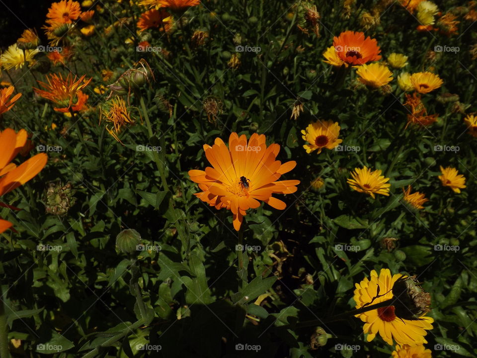 Calendula officinalis, known as marigold or daisy.