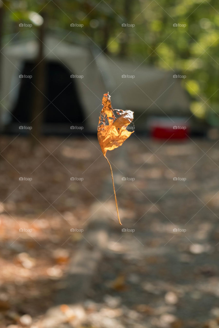 Foap, First Signs of Autumn: A dry crisp leaf appears to be levitating in the forest. 