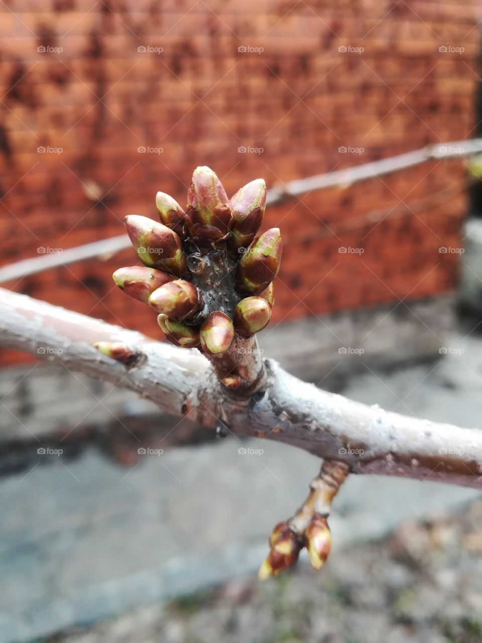 First signs of spring