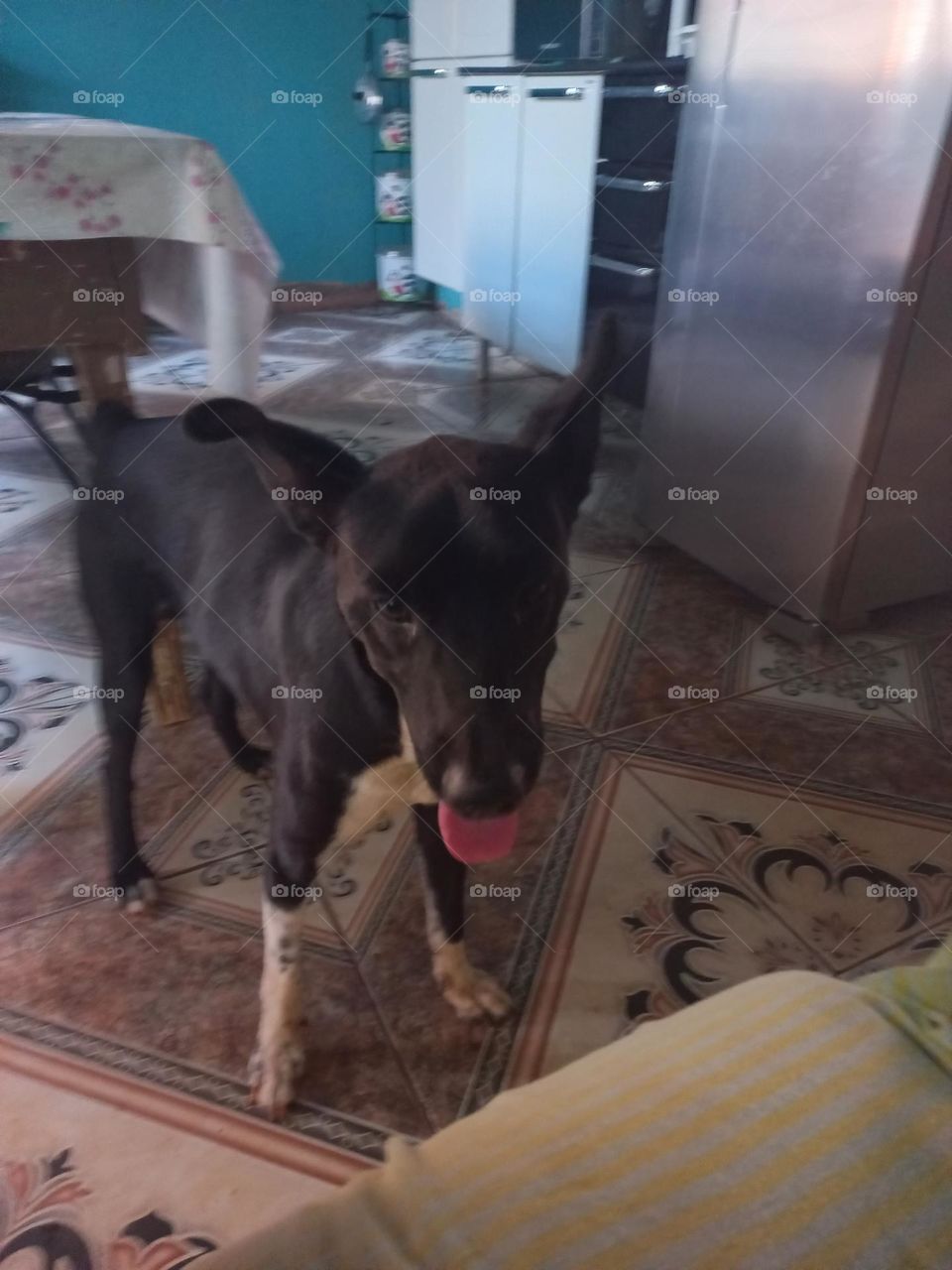 Pet amoroso, carinhoso, dengoso, fofo e belo, com a língua  à amostra. Ele quer água ou afago do seu tutor?