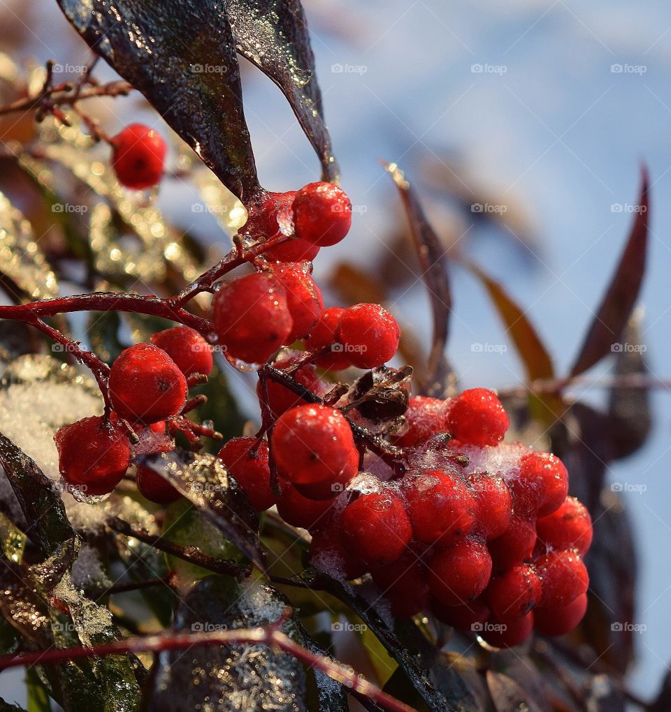 Red berries