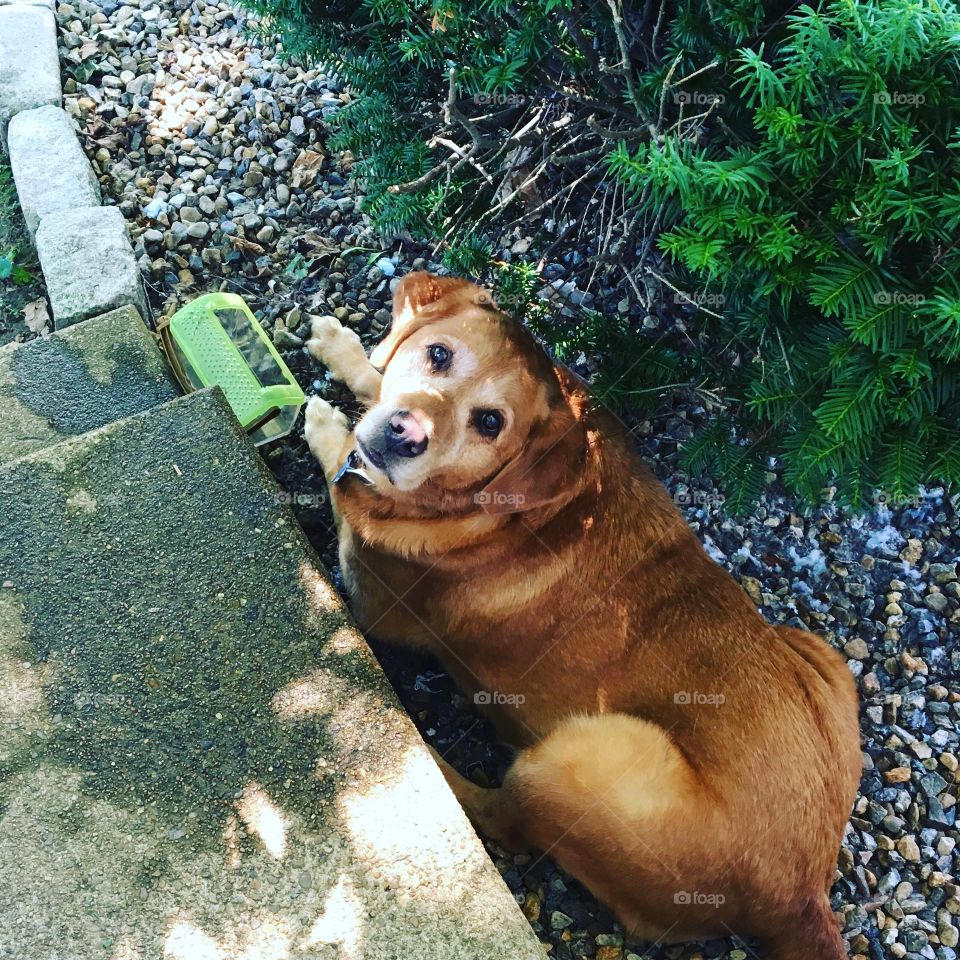 Dog watches over new friend in insect carrier.