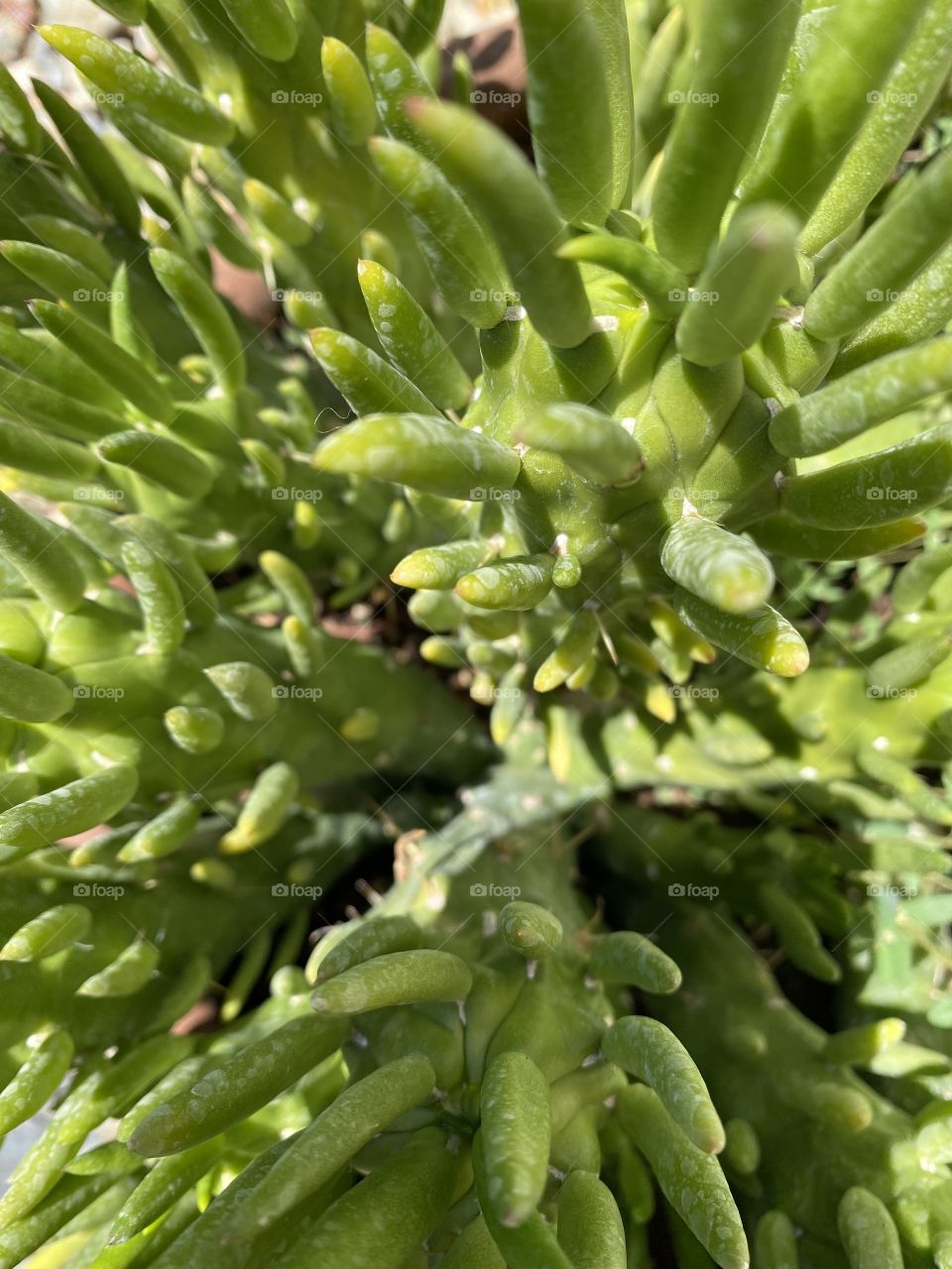 Desert succulent. 