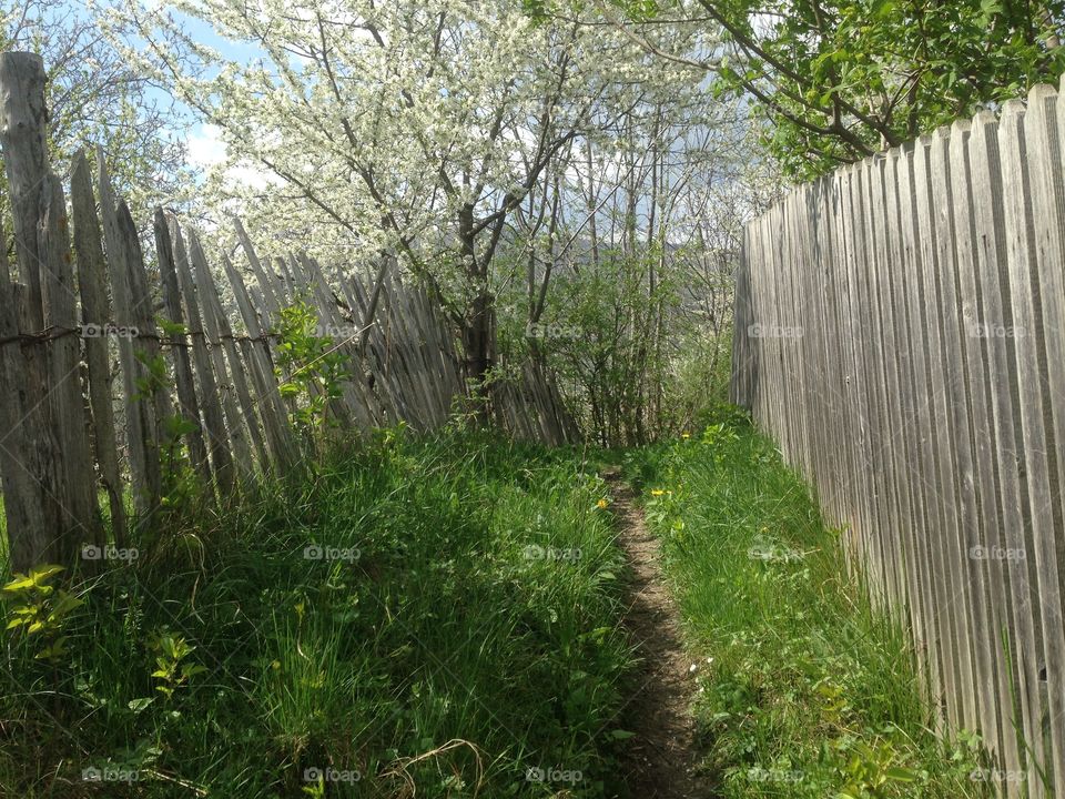 Path between fences in spring