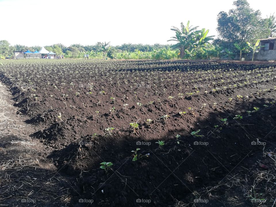 New setup of sweet potatoes farm