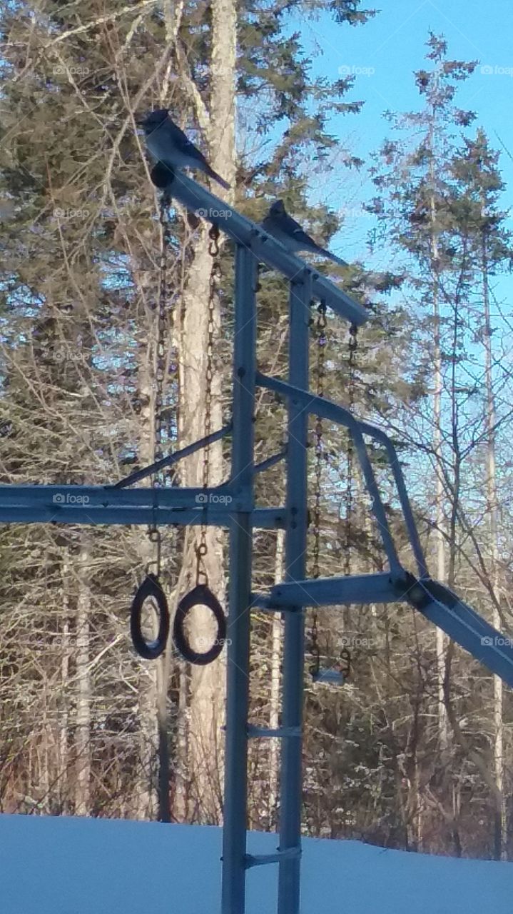 blue jays in the winter