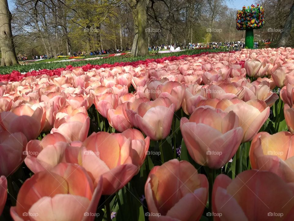 Keukenhof 🌷
