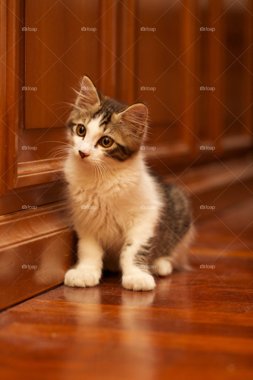 cat kitten little sweety by lucamicheli