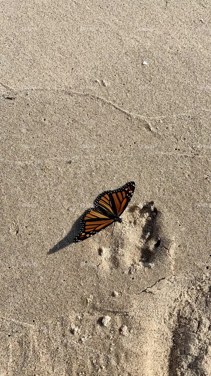 Butterfly 🦋