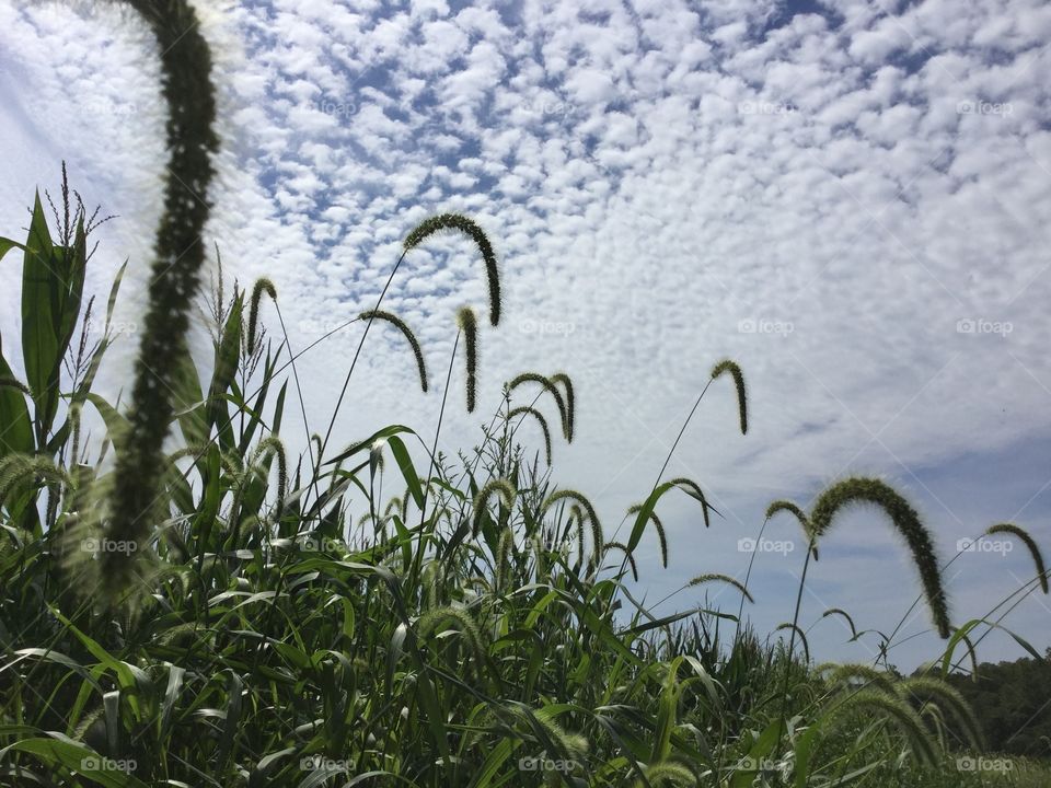 Wheat with Sky