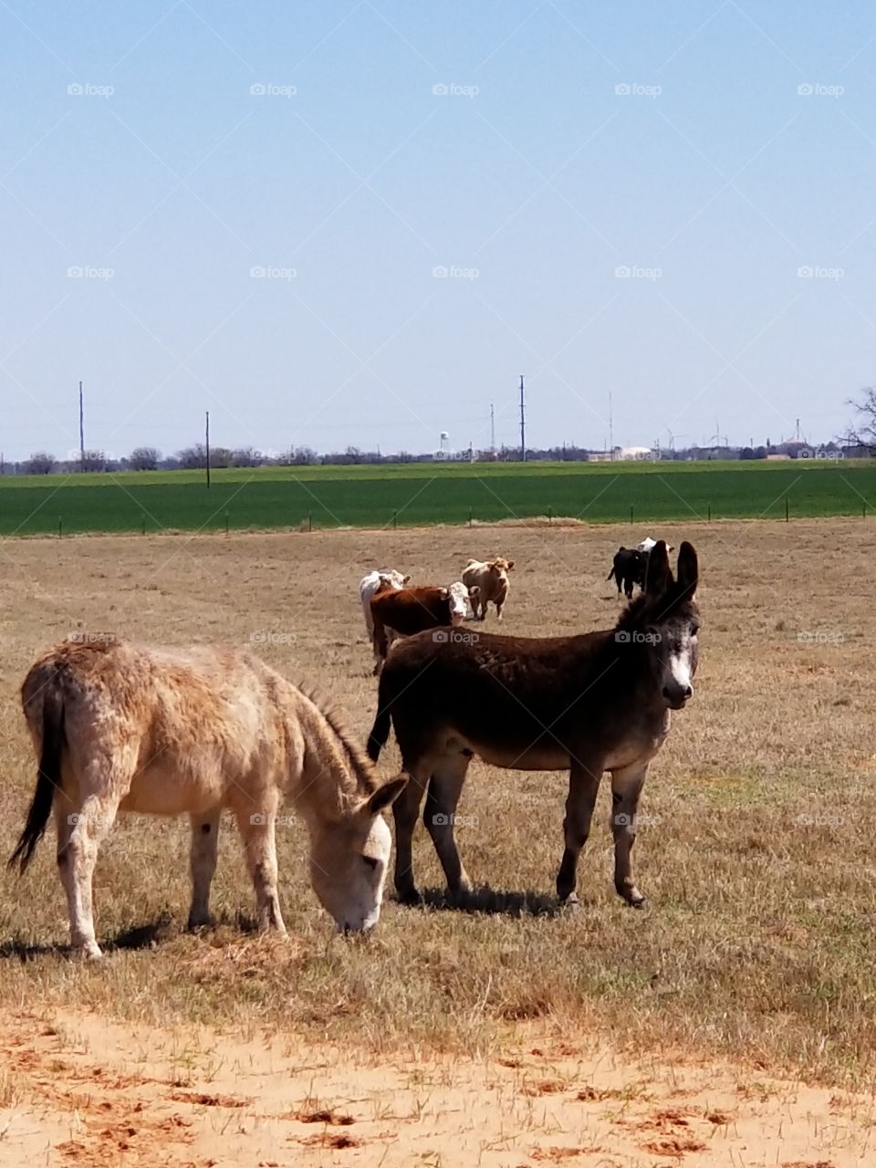 Donkey watching over cattle
