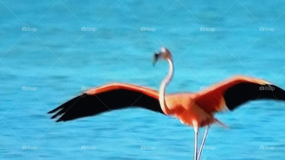 flamingo