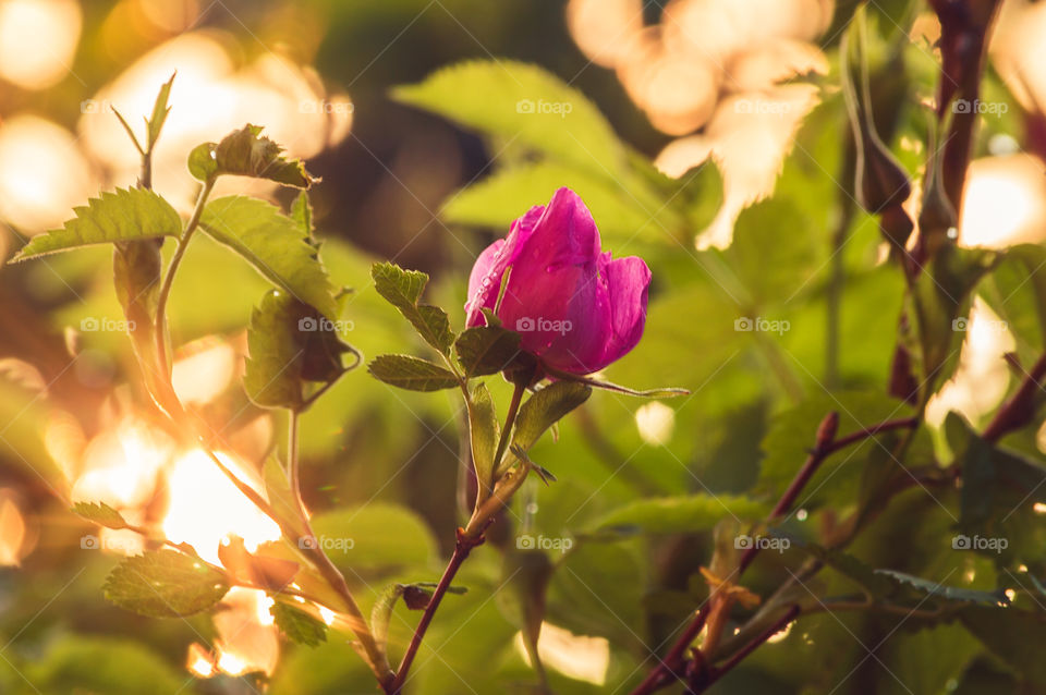 Wild rose in bloom