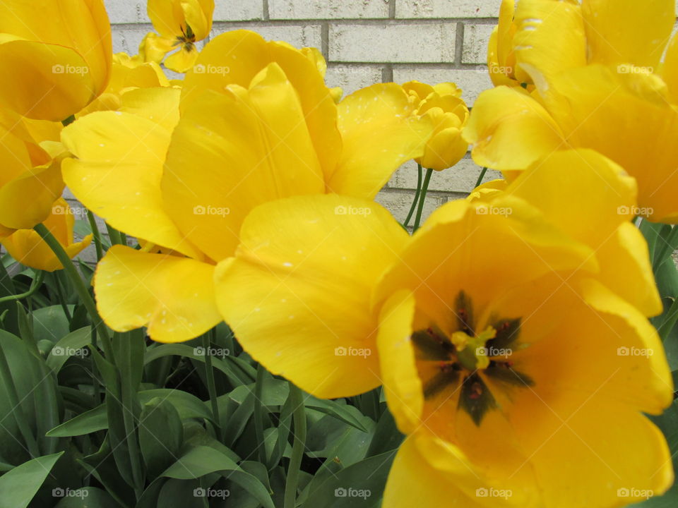 Flower, Nature, Tulip, Easter, Bright