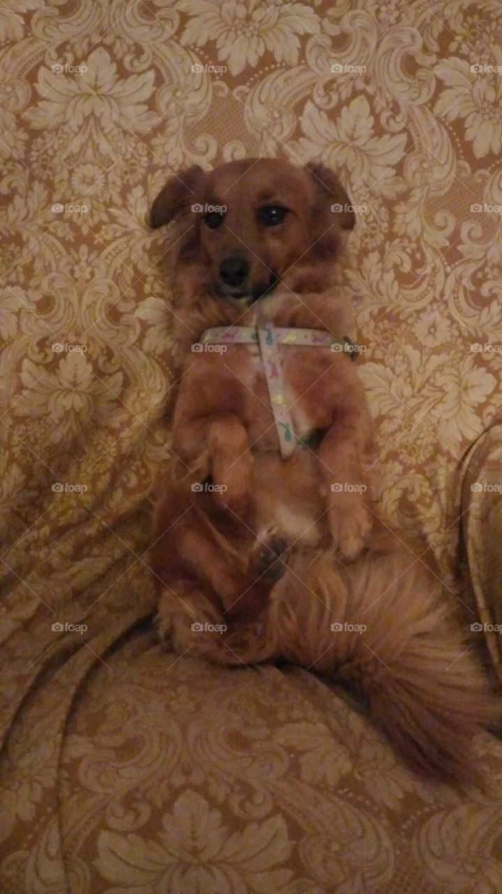 my Dog Lulù