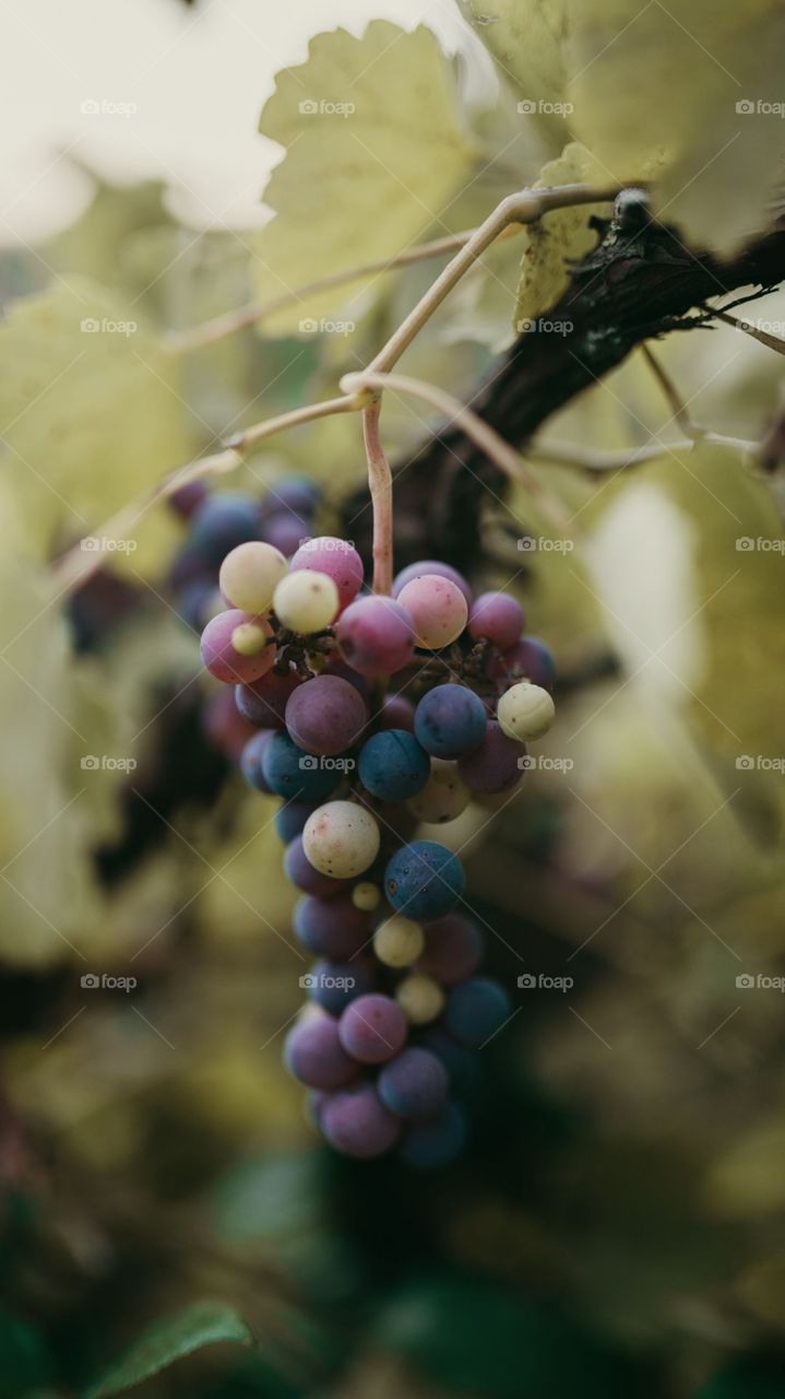 Some Ripy And Some Green Graps😋