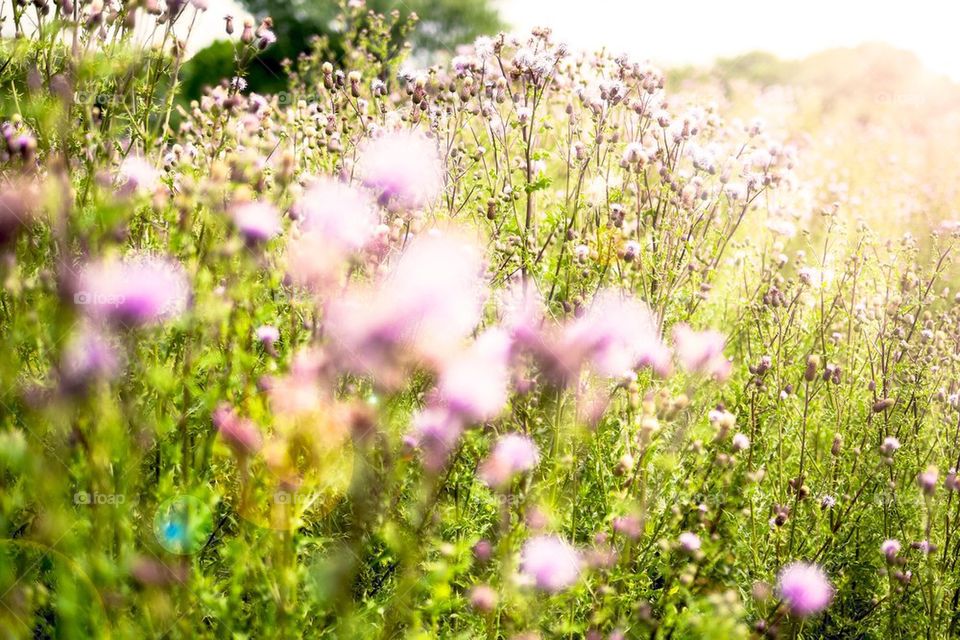 Summer field