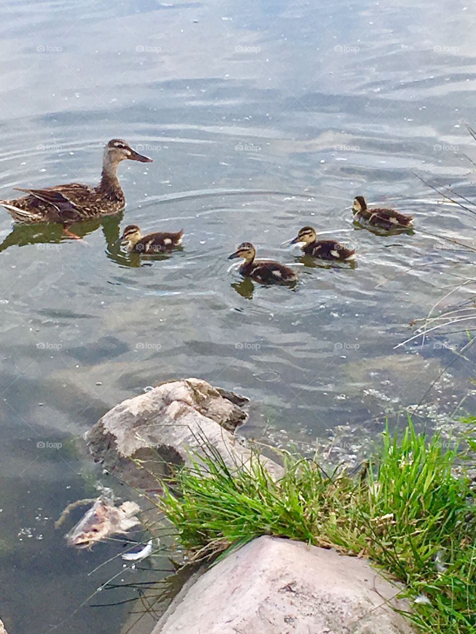 Duck. Mom. Ducklings. Swim. Reflection. Beautiful. Cute. Fluffy. Downey. Mallard.