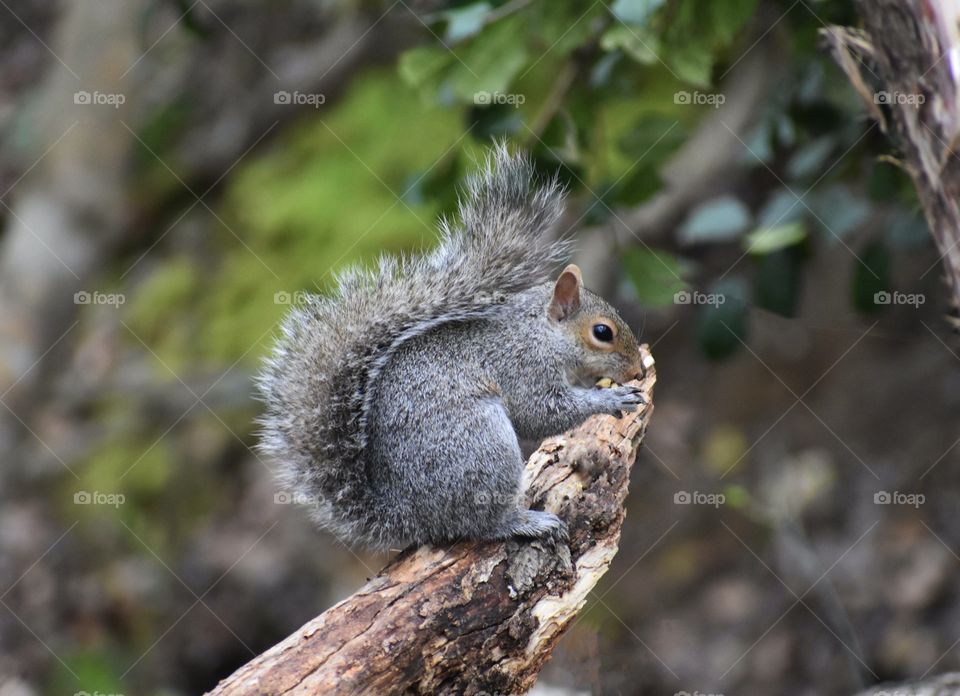 Funny squirrel eating a nut on a tree branch