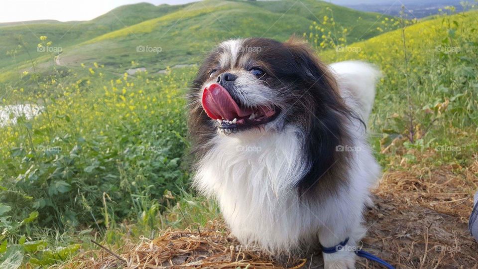 Cute Pekingese dog looking up, tongue out, walk the dog, green hills, spring, mountain, super bloom