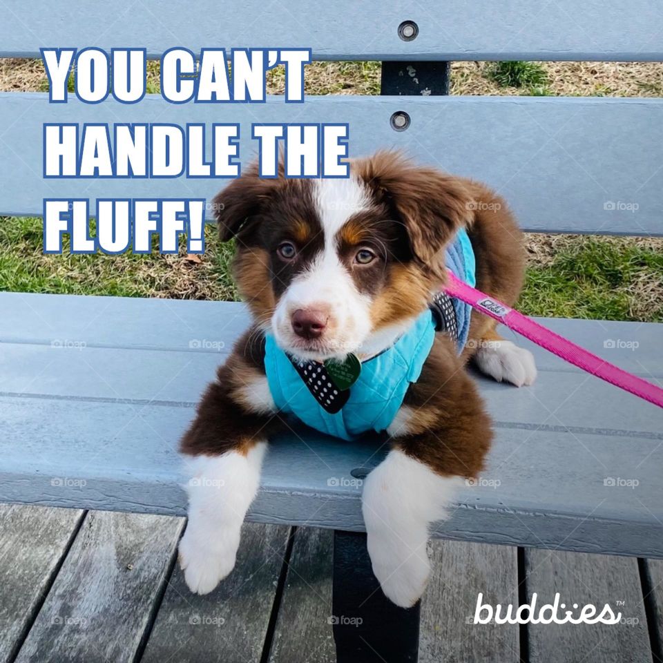 Australian mini Shepherd