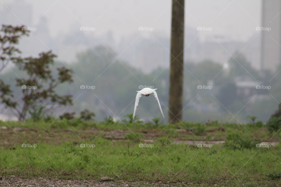 Rear view of seagull in flight 