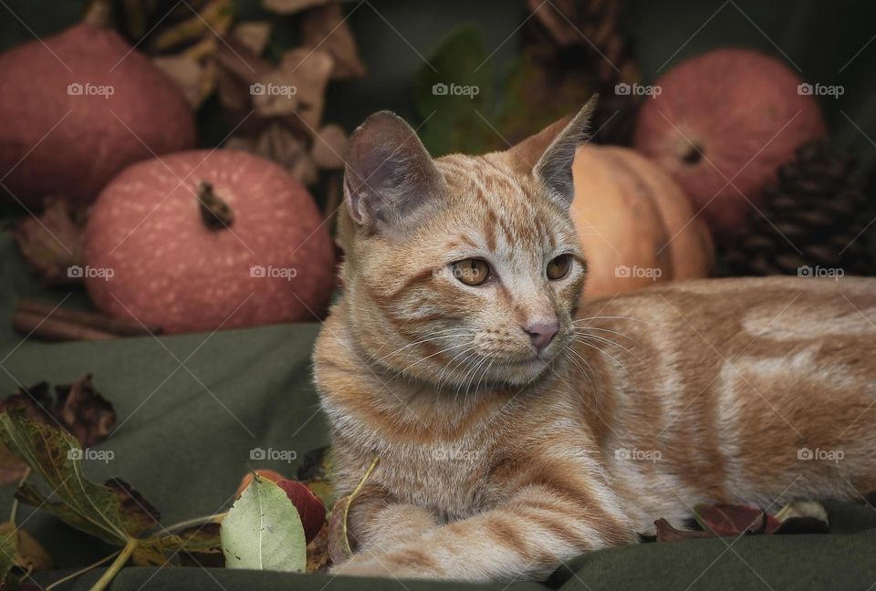 Just a ginger cat hanging out with some pumpkins and autumn leaves with a green background 