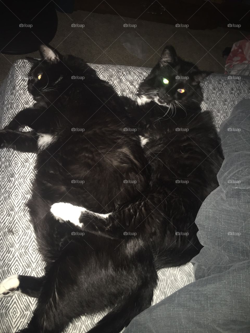 Fat cats