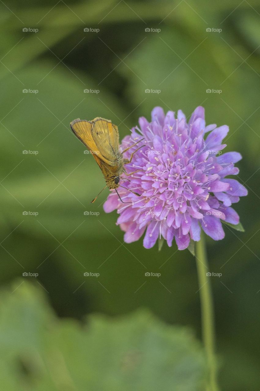 Butterfly on the flower 