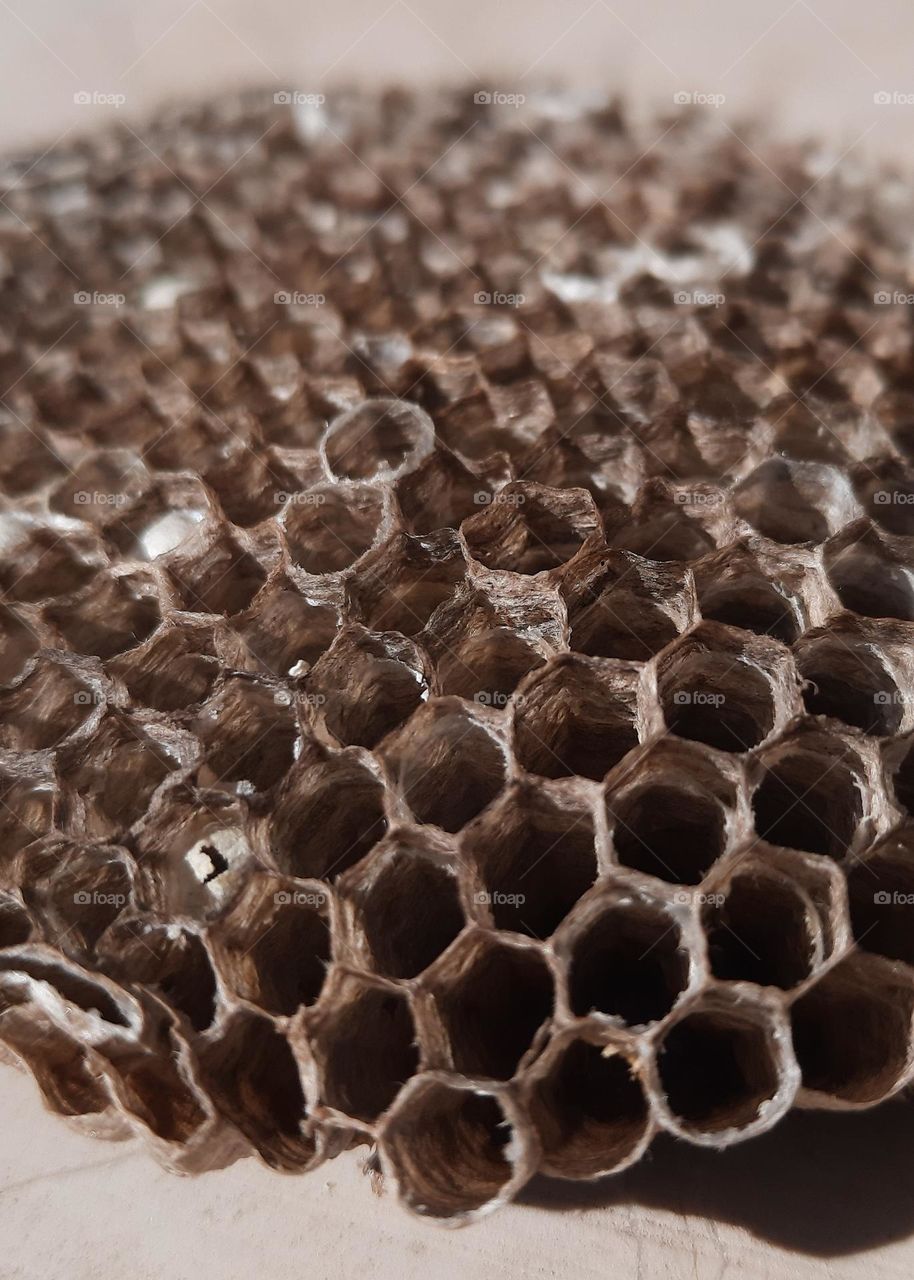 Disabled wasp nest captured with macro. This interesting and laborious construction shows how wise nature is