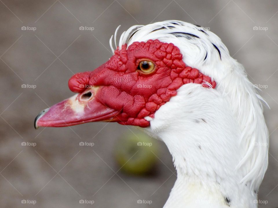 ducks portrait