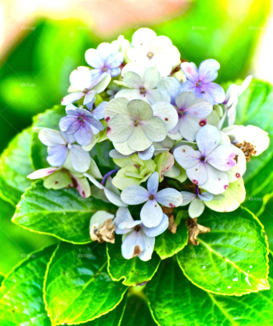 Hydrangea Delight