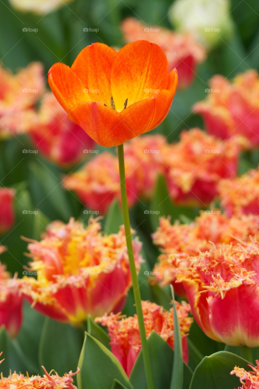 Tulips, Netherlands 