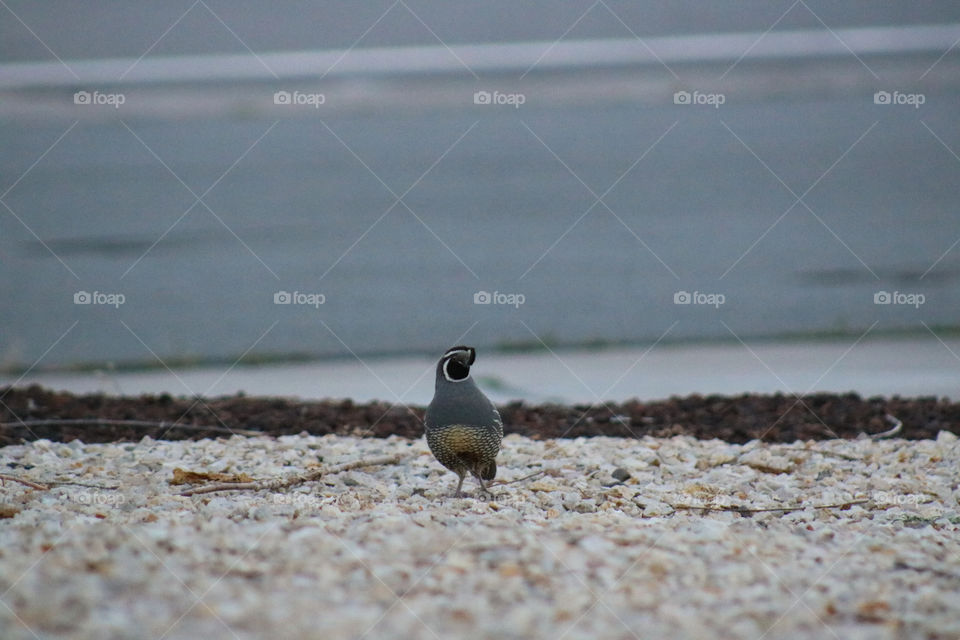 Male quail