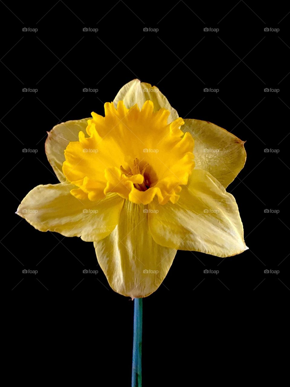 Yellow daffodil on black background