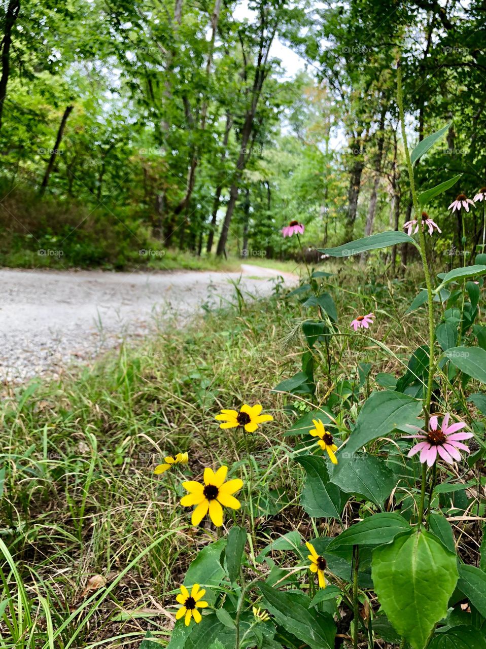 Country lane