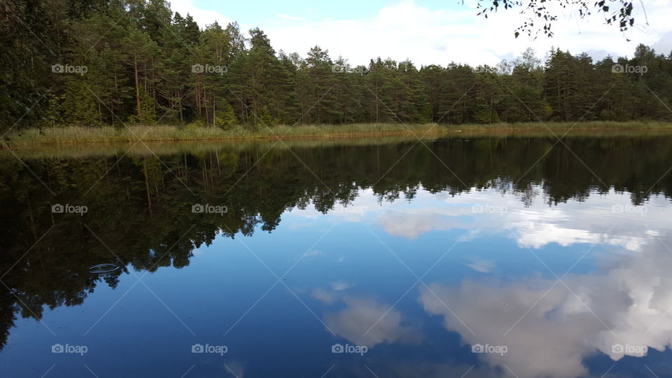 lake inside forest