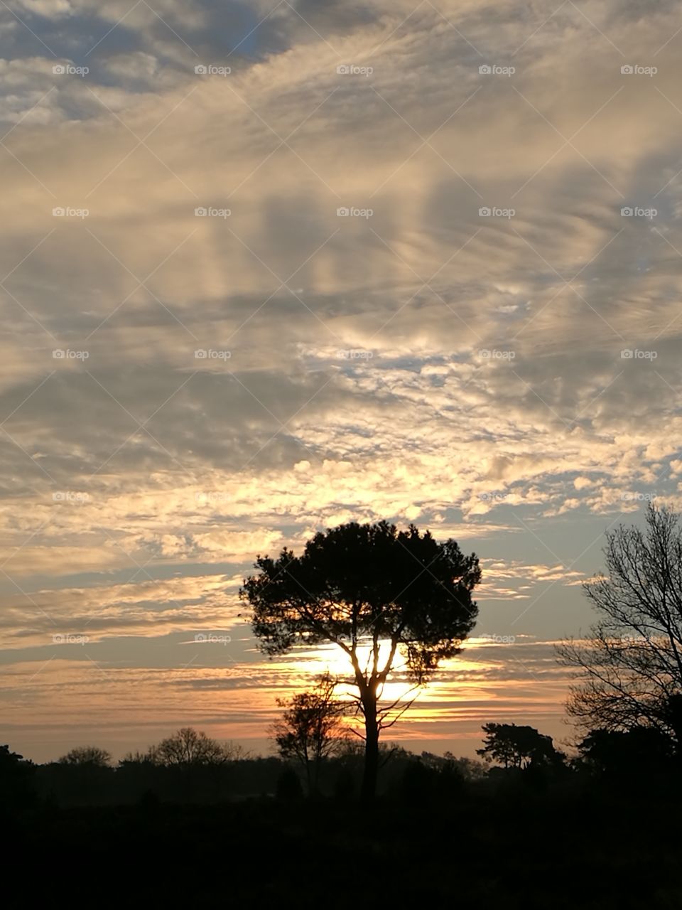 tree at sunrise