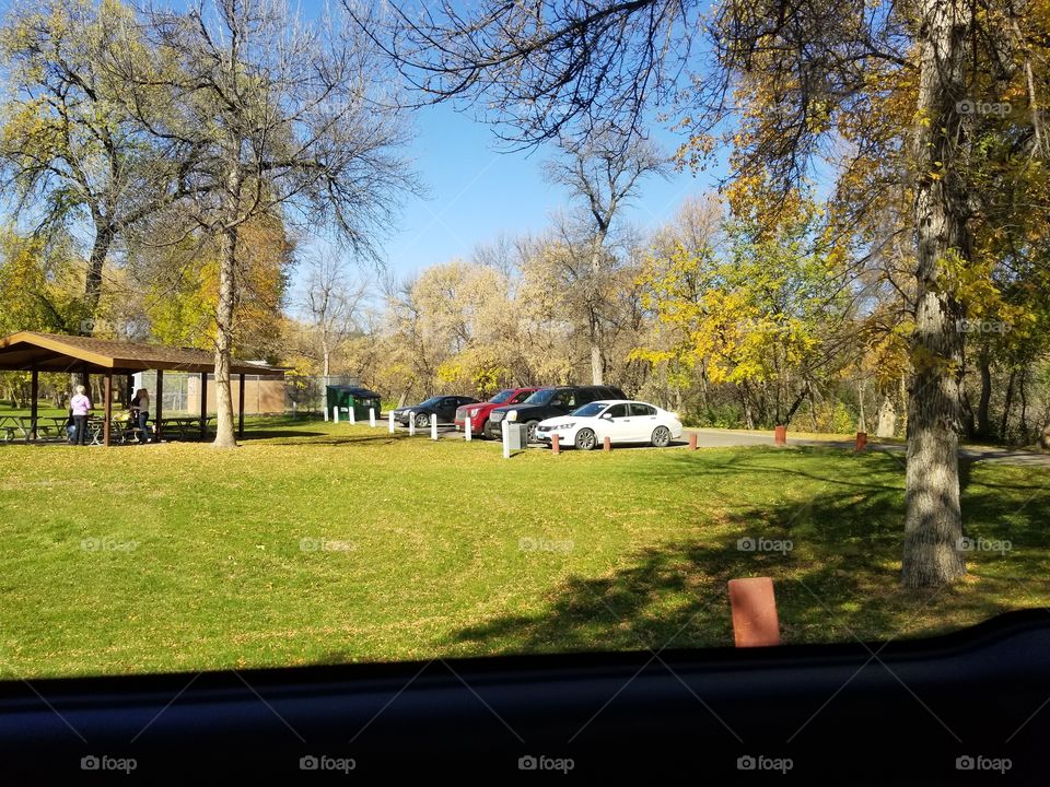 Tree, Landscape, Park, Fall, Grass