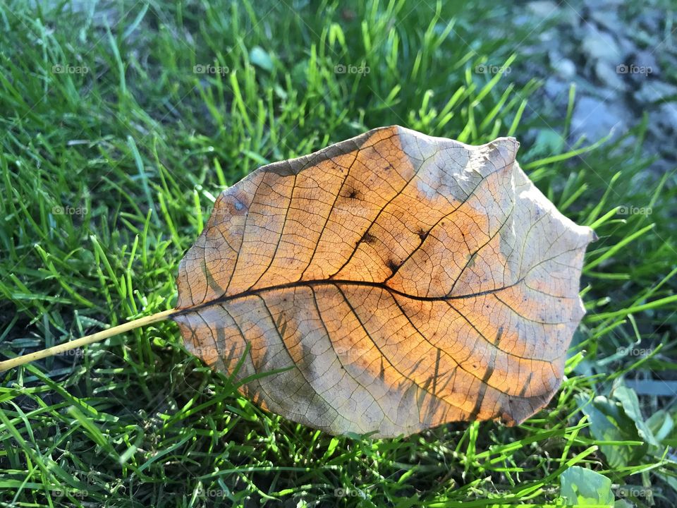 A leaf laying on the green grass, representing the beginning of the fall season.