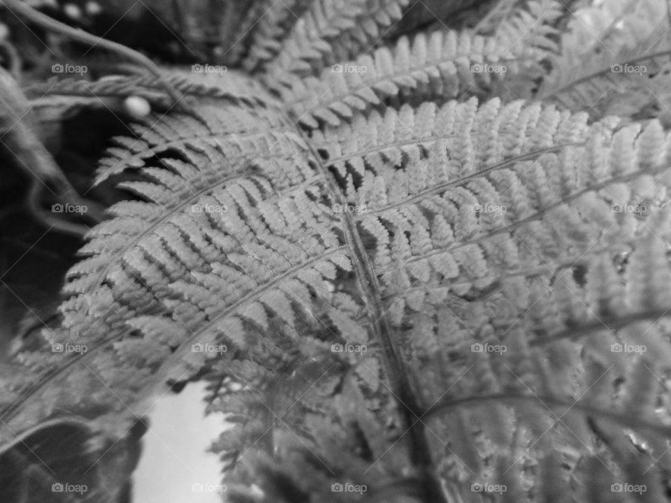 fern