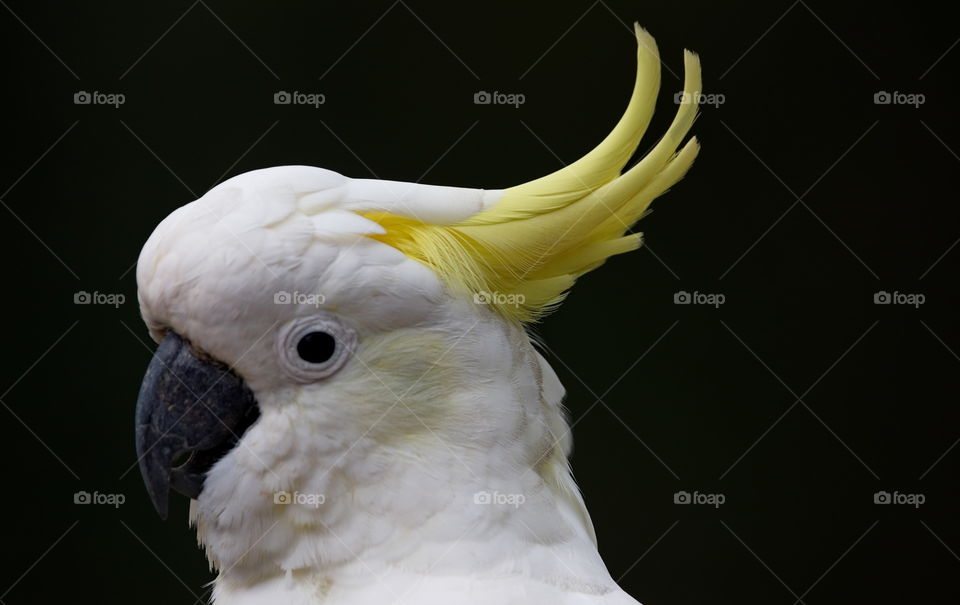 Sulphur-crested cockatoo