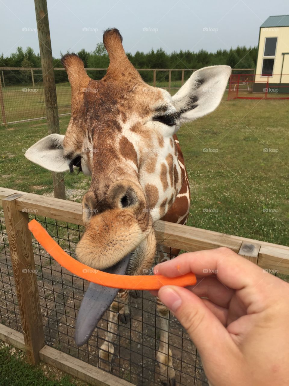 Giraffe at zoo