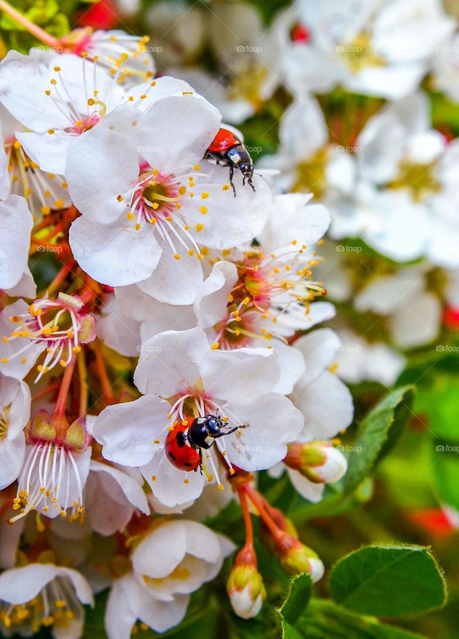 Ladybugs