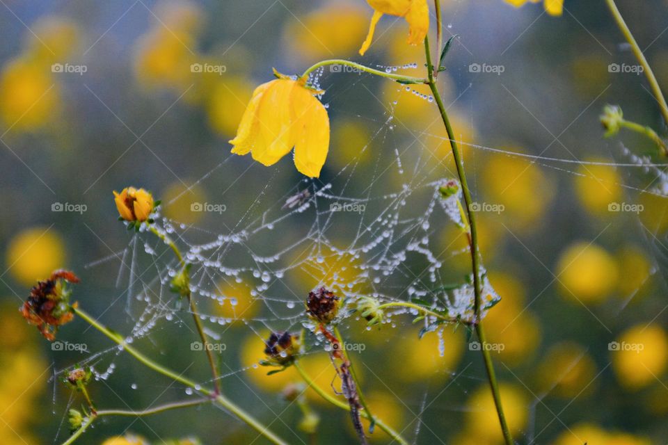 Liquids are cool - The dew covered webbing on Gold Button flower looks especially pretty, more like sequined tulle, on these recent cool, foggy mornings. 